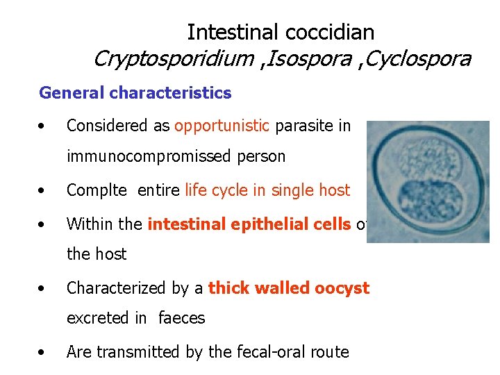 Intestinal coccidian Cryptosporidium , Isospora , Cyclospora General characteristics • Considered as opportunistic parasite