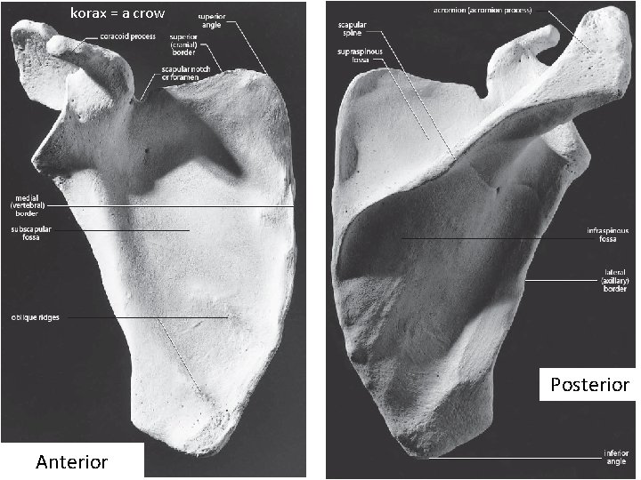 korax = a crow Posterior Anterior 