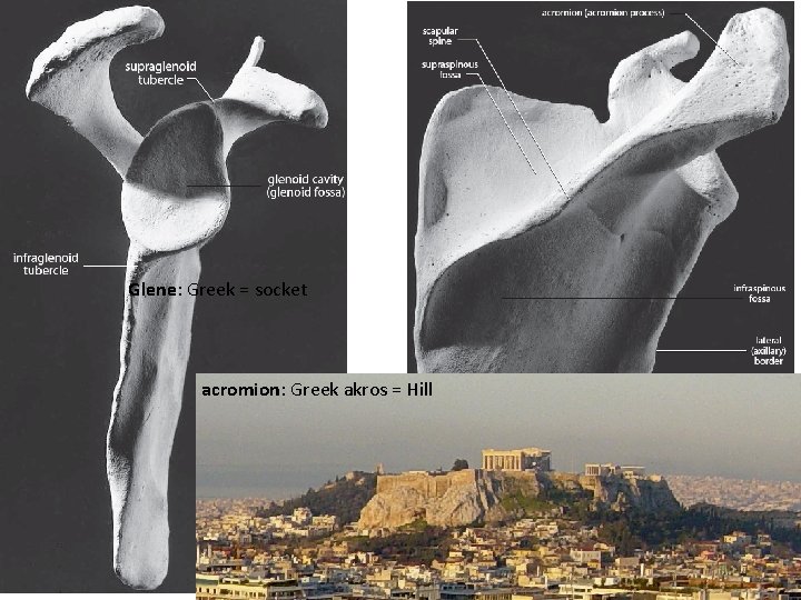 Glene: Greek = socket acromion: Greek akros = Hill 