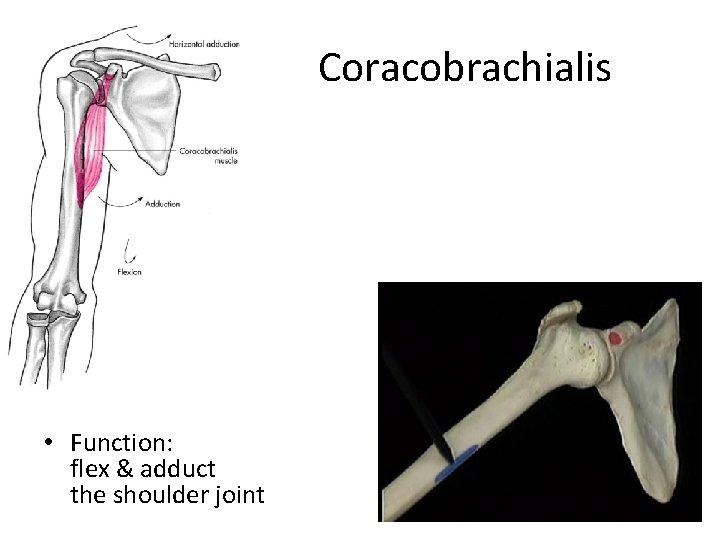 Coracobrachialis • Function: flex & adduct the shoulder joint 