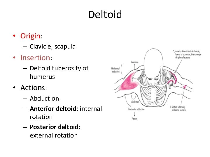 Deltoid • Origin: – Clavicle, scapula • Insertion: – Deltoid tuberosity of humerus •