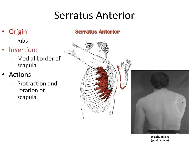 Serratus Anterior • Origin: – Ribs • Insertion: – Medial border of scapula •
