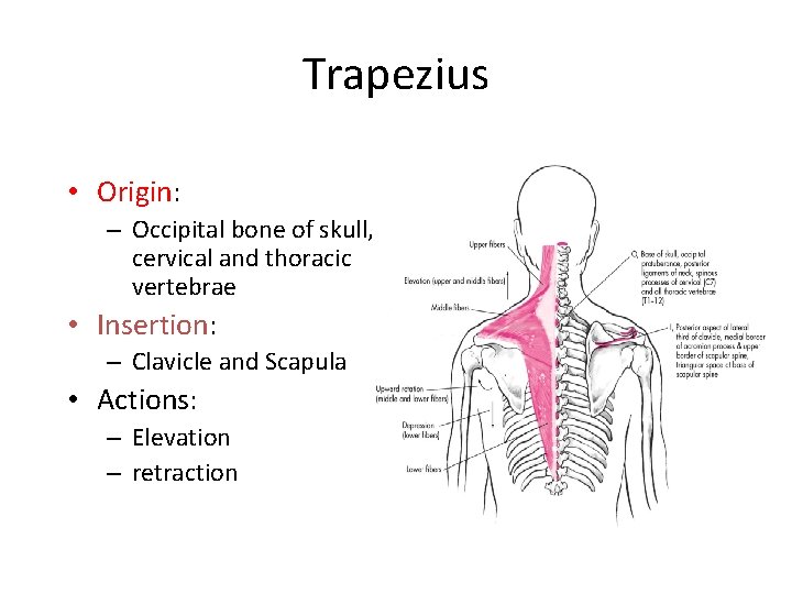 Trapezius • Origin: – Occipital bone of skull, cervical and thoracic vertebrae • Insertion: