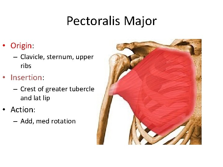 Pectoralis Major • Origin: – Clavicle, sternum, upper ribs • Insertion: – Crest of