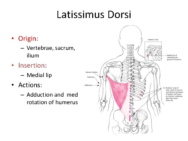 Latissimus Dorsi • Origin: – Vertebrae, sacrum, ilium • Insertion: – Medial lip •