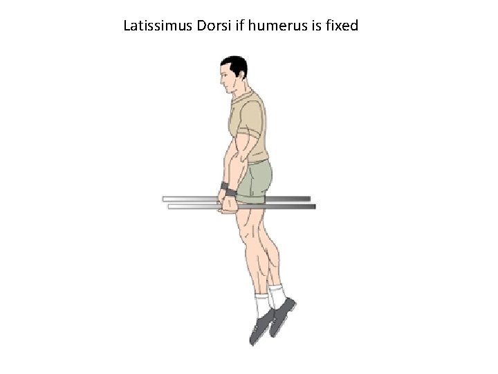 Latissimus Dorsi if humerus is fixed 
