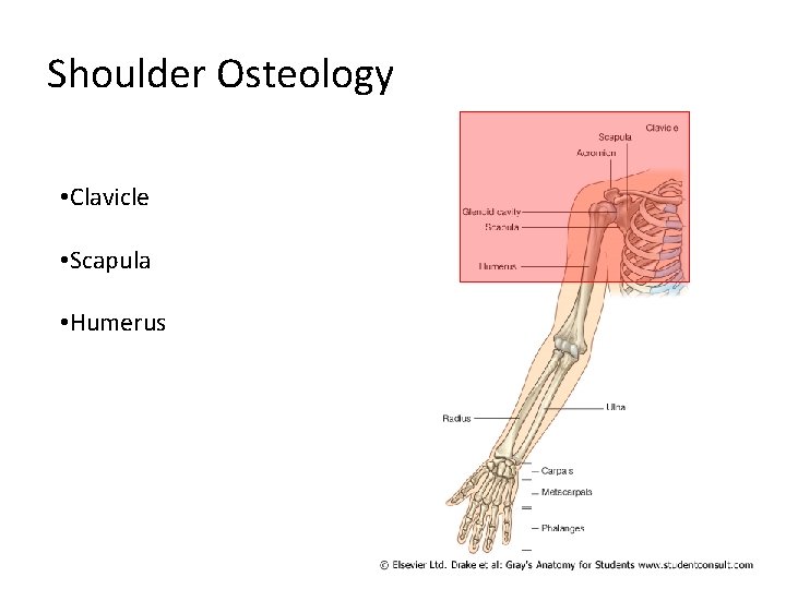Shoulder Osteology • Clavicle • Scapula • Humerus 