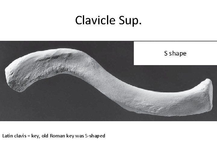 Clavicle Sup. S shape Latin clavis = key, old Roman key was S-shaped 