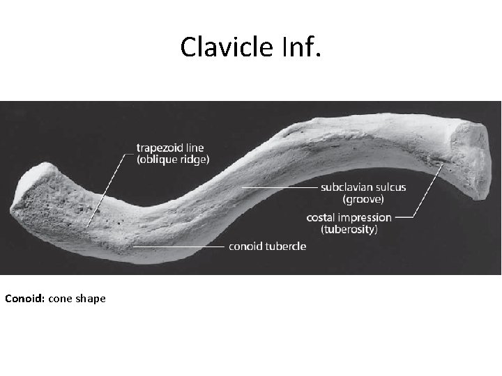 Clavicle Inf. Ligaments attachment Conoid: cone shape 