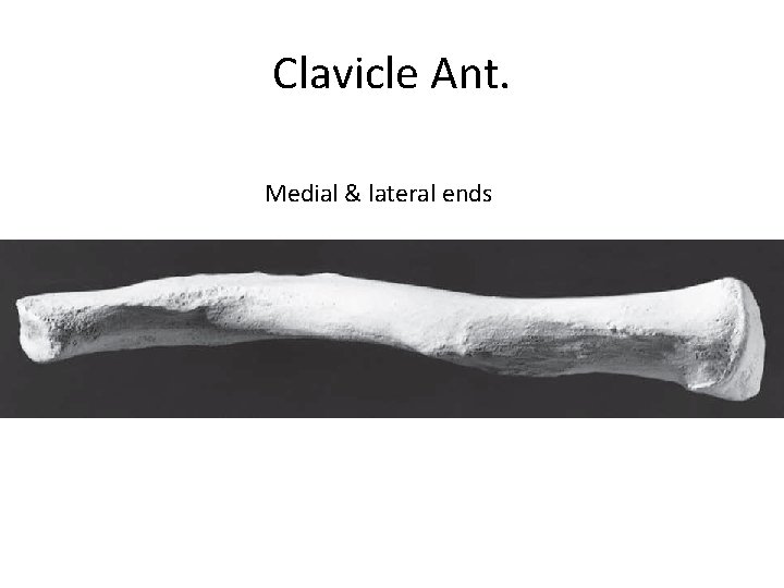 Clavicle Ant. Medial & lateral ends 