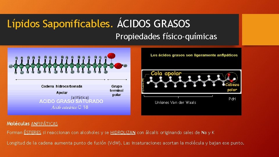 Lípidos Saponificables. ÁCIDOS GRASOS Propiedades físico-químicas (alifática) Uniones Van der Waals Pd. H Moléculas