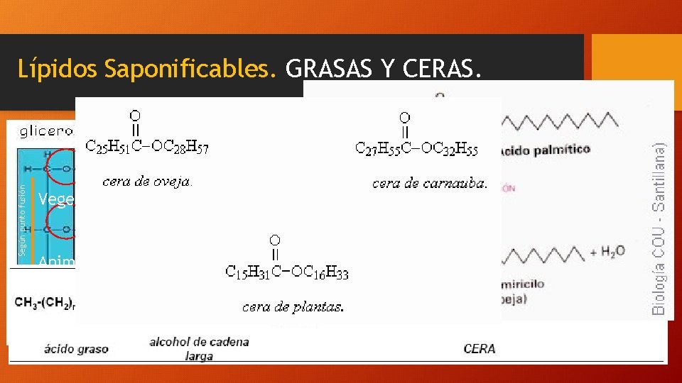 Lípidos Saponificables. GRASAS Y CERAS. Son ácidos grasos de cadena larga que se diferencian