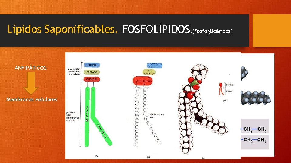 Lípidos Saponificables. FOSFOLÍPIDOS. (Fosfoglicéridos) ANFIPÁTICOS Ácido fosfatídico Membranas celulares Insaturado Saturado 