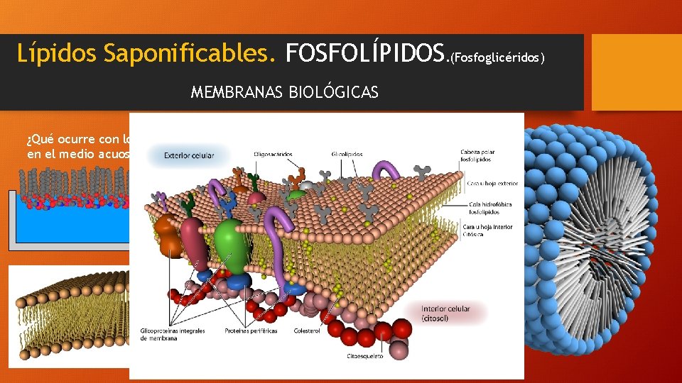 Lípidos Saponificables. FOSFOLÍPIDOS. (Fosfoglicéridos) MEMBRANAS BIOLÓGICAS ¿Qué ocurre con los fosfolípidos en el medio