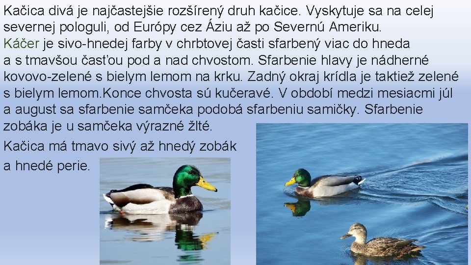 Kačica divá je najčastejšie rozšírený druh kačice. Vyskytuje sa na celej severnej pologuli, od