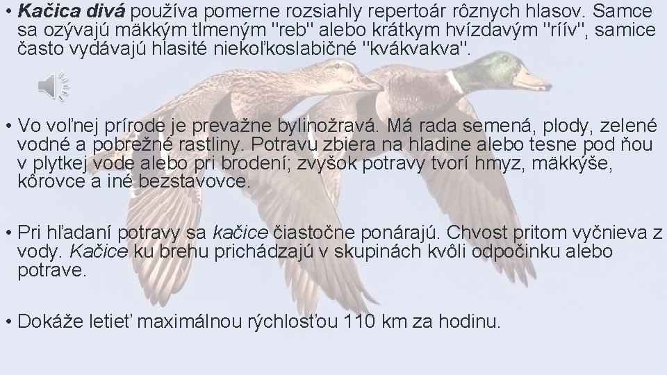  • Kačica divá používa pomerne rozsiahly repertoár rôznych hlasov. Samce sa ozývajú mäkkým