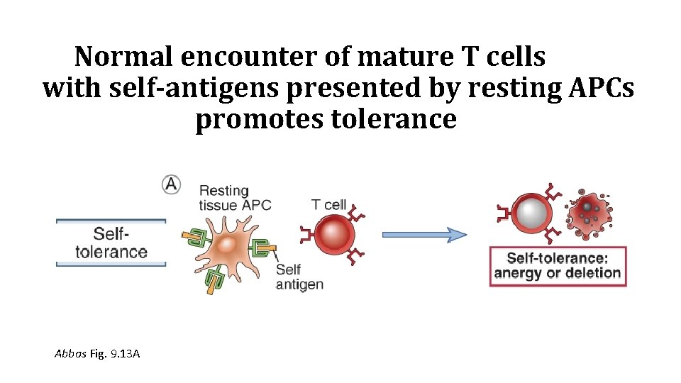 Normal encounter of mature T cells with self-antigens presented by resting APCs promotes tolerance