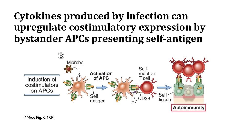 Cytokines produced by infection can upregulate costimulatory expression by bystander APCs presenting self-antigen Abbas