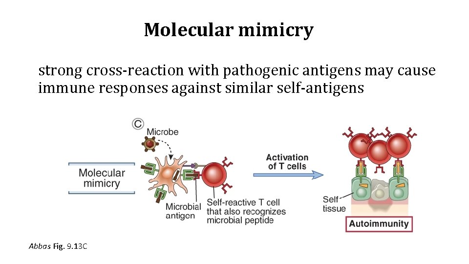 Molecular mimicry strong cross-reaction with pathogenic antigens may cause immune responses against similar self-antigens