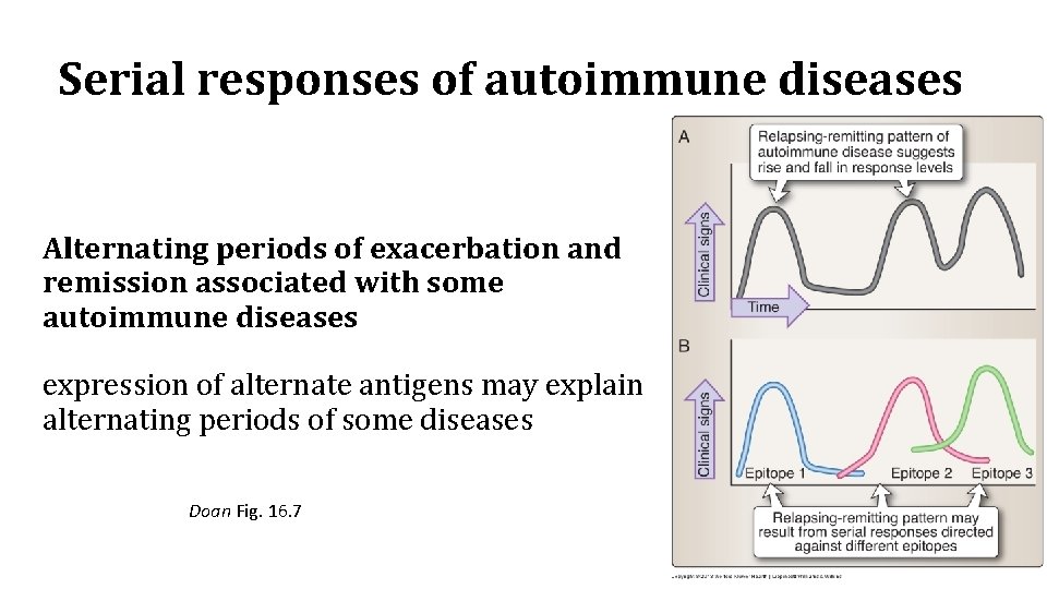 Serial responses of autoimmune diseases Alternating periods of exacerbation and remission associated with some