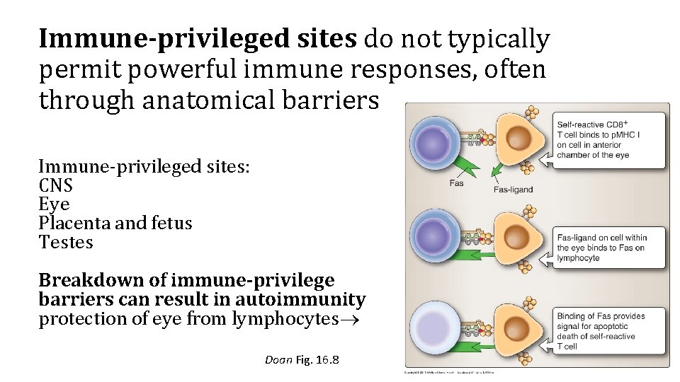 Immune-privileged sites do not typically permit powerful immune responses, often through anatomical barriers Immune-privileged