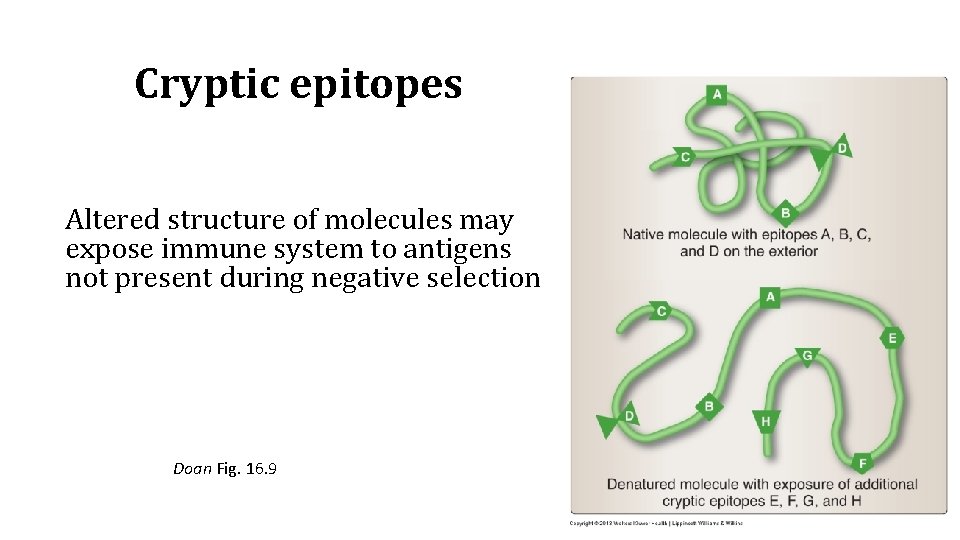 Cryptic epitopes Altered structure of molecules may expose immune system to antigens not present