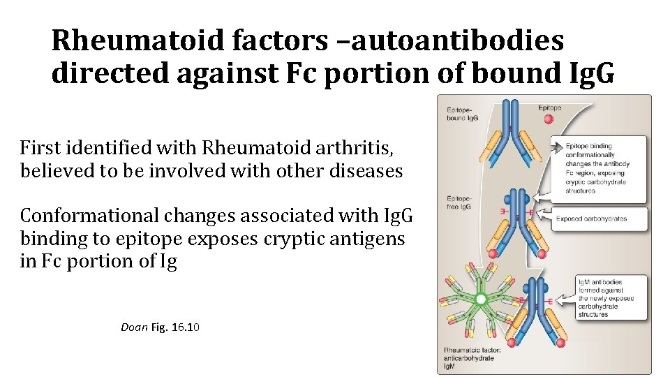 Rheumatoid factors –autoantibodies directed against Fc portion of bound Ig. G First identified with
