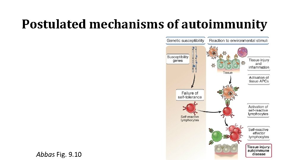 Postulated mechanisms of autoimmunity Abbas Fig. 9. 10 