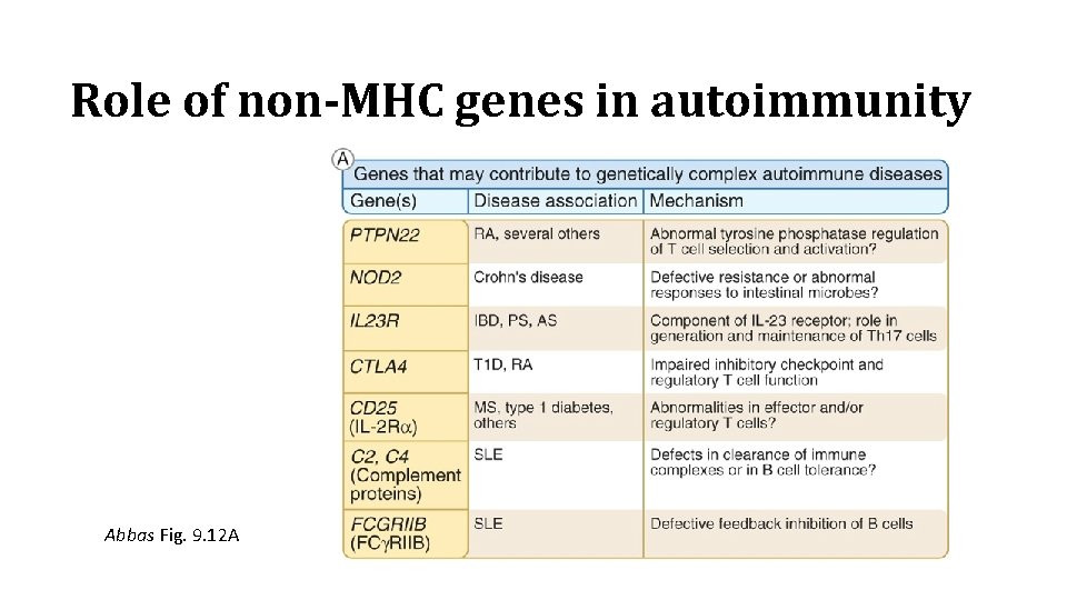 Role of non-MHC genes in autoimmunity Abbas Fig. 9. 12 A 