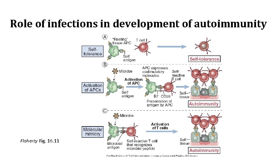 Role of infections in development of autoimmunity Flaherty Fig. 16. 11 