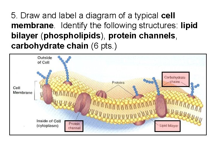 5. Draw and label a diagram of a typical cell membrane. Identify the following