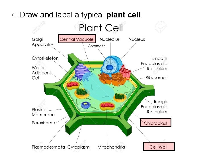 7. Draw and label a typical plant cell. 