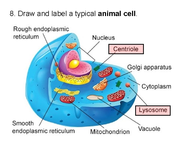 8. Draw and label a typical animal cell. 