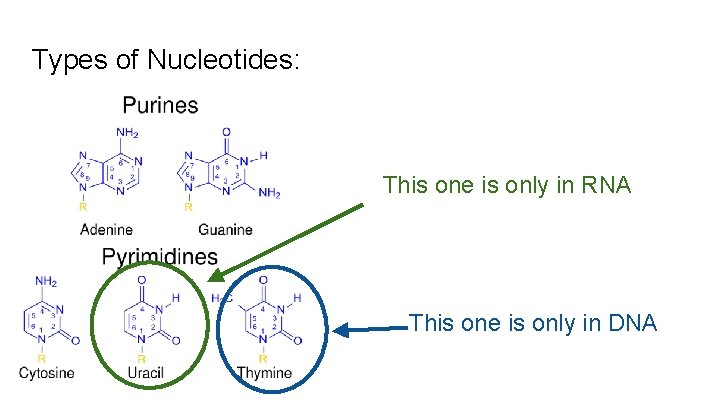 Types of Nucleotides: This one is only in RNA This one is only in