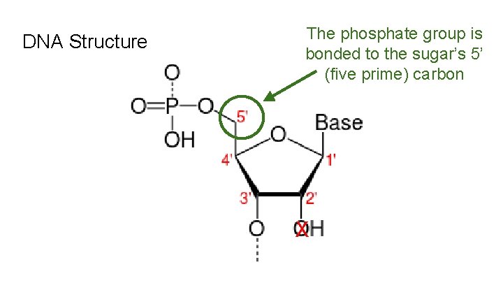 DNA Structure The phosphate group is bonded to the sugar’s 5’ (five prime) carbon
