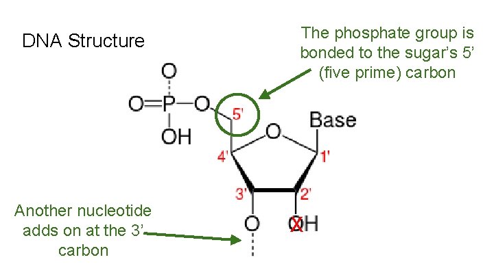 DNA Structure Another nucleotide adds on at the 3’ carbon The phosphate group is