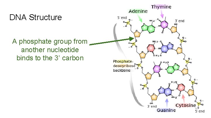 DNA Structure A phosphate group from another nucleotide binds to the 3’ carbon 