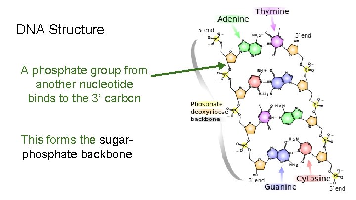 DNA Structure A phosphate group from another nucleotide binds to the 3’ carbon This