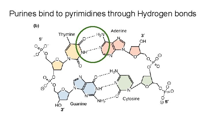 Purines bind to pyrimidines through Hydrogen bonds 