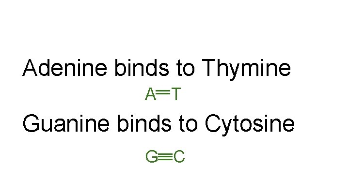 Adenine binds to Thymine A T Guanine binds to Cytosine G C 