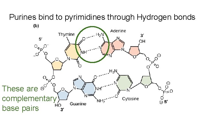 Purines bind to pyrimidines through Hydrogen bonds These are complementary base pairs 