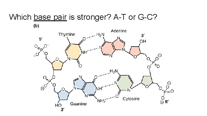 Which base pair is stronger? A-T or G-C? 