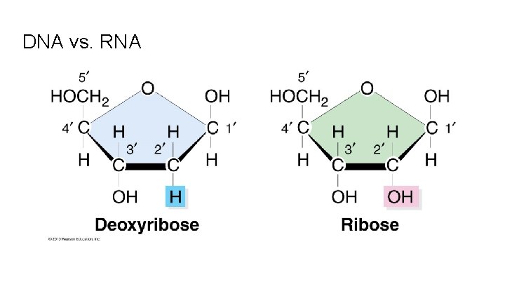 DNA vs. RNA 