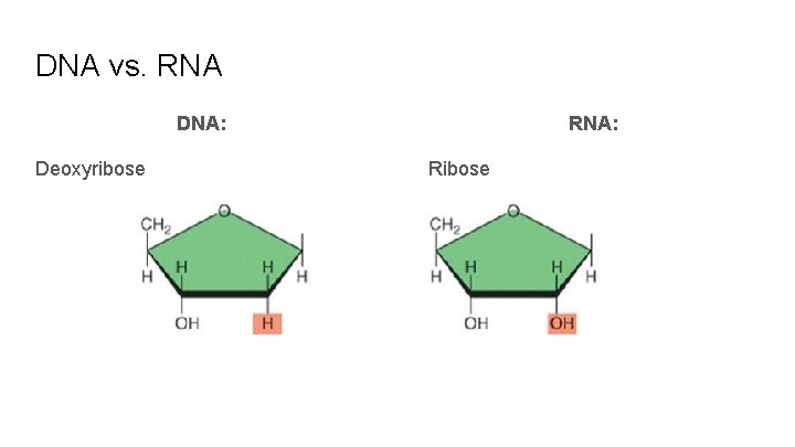 DNA vs. RNA DNA: Deoxyribose RNA: Ribose 