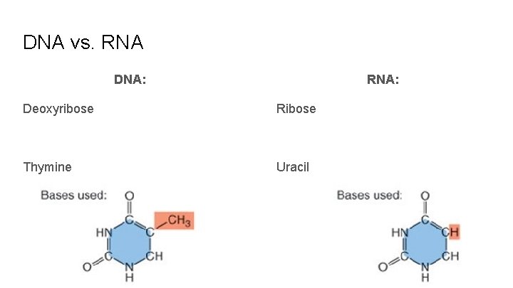 DNA vs. RNA DNA: RNA: Deoxyribose Ribose Thymine Uracil 