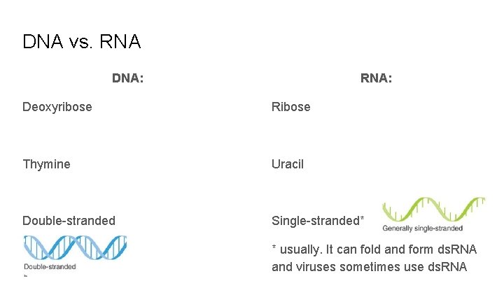 DNA vs. RNA DNA: RNA: Deoxyribose Ribose Thymine Uracil Double-stranded Single-stranded* * usually. It