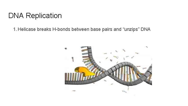DNA Replication 1. Helicase breaks H-bonds between base pairs and “unzips” DNA 