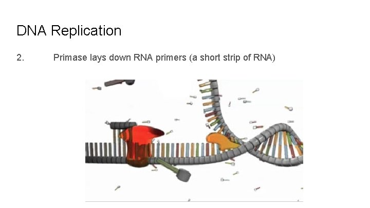 DNA Replication 2. Primase lays down RNA primers (a short strip of RNA) 
