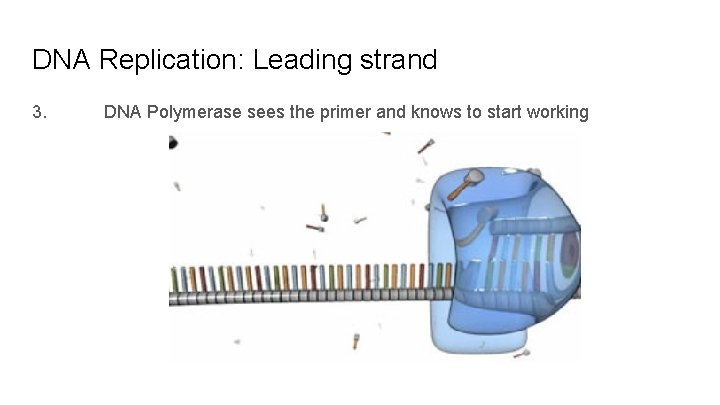 DNA Replication: Leading strand 3. DNA Polymerase sees the primer and knows to start