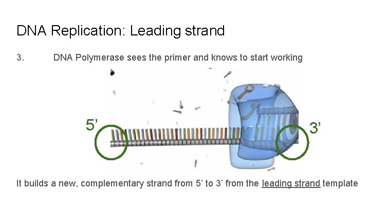 DNA Replication: Leading strand 3. DNA Polymerase sees the primer and knows to start